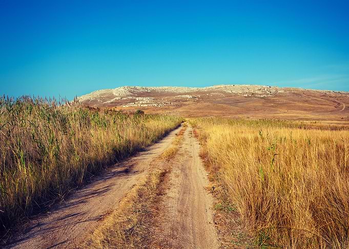 Dirt Road In Savannah