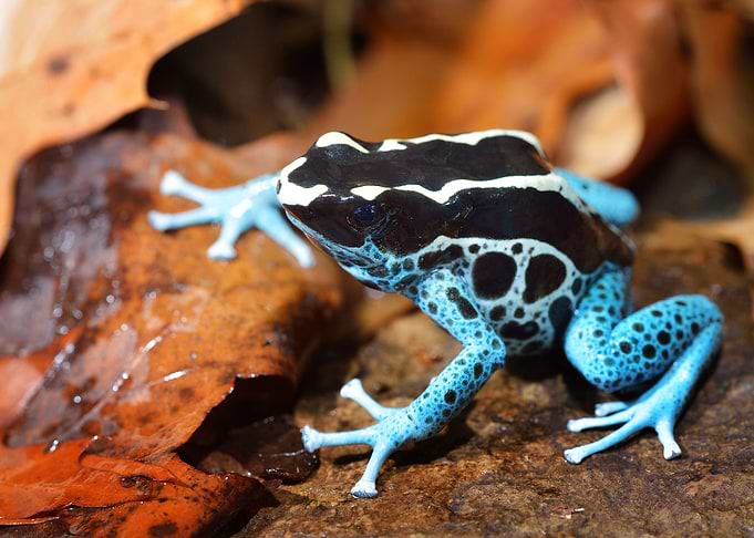 Blue Dart Frog Dendrobates