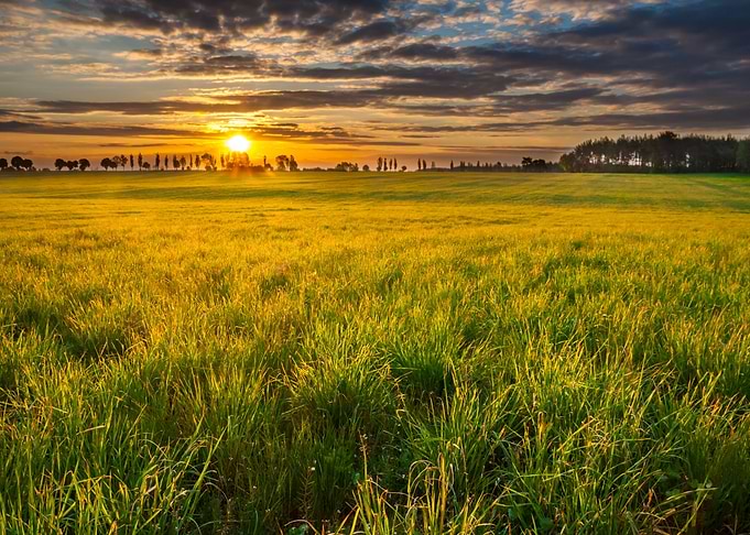 Green Fields