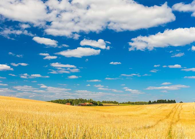 Stubble Field Under Blue S