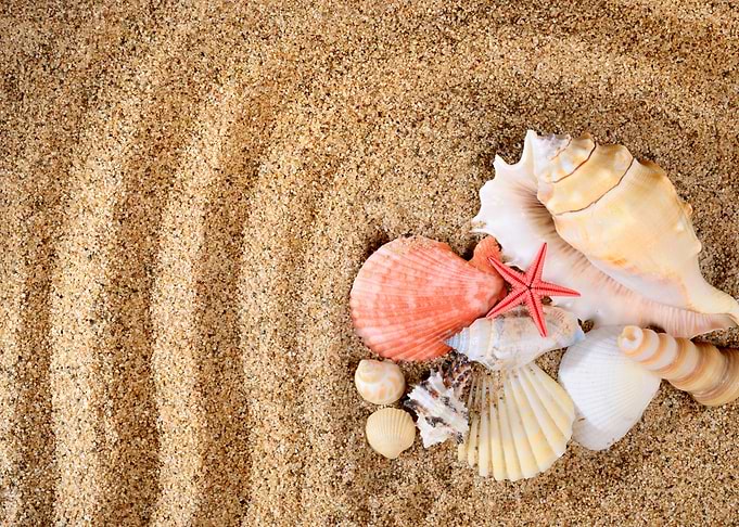 Sea Star And Shells On The