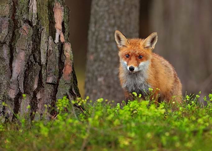 Cute Red Fox Vulpes Vulpes