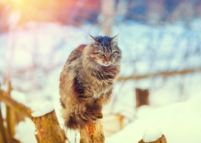 Siberian Cat Sitting On A