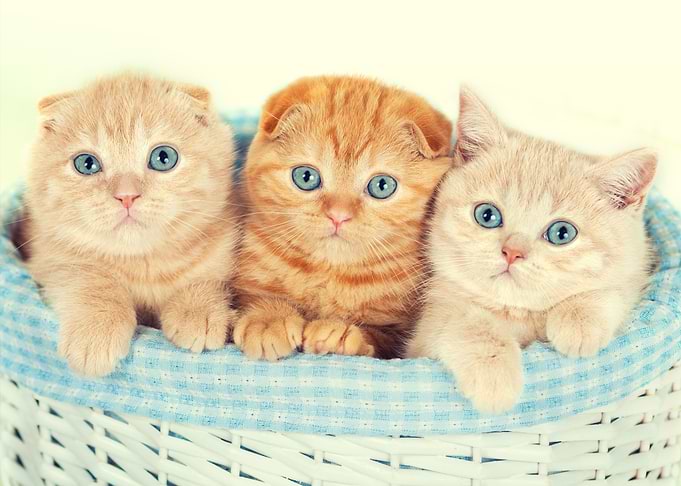 Three Little Kittens In Th