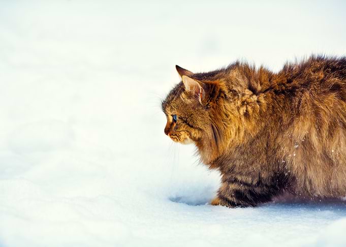 Cute Cat Walking On The Sn