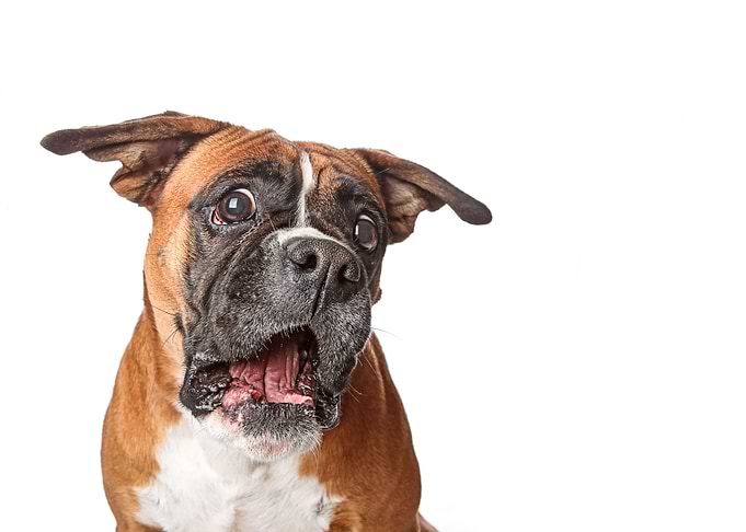 Funny Boxer
