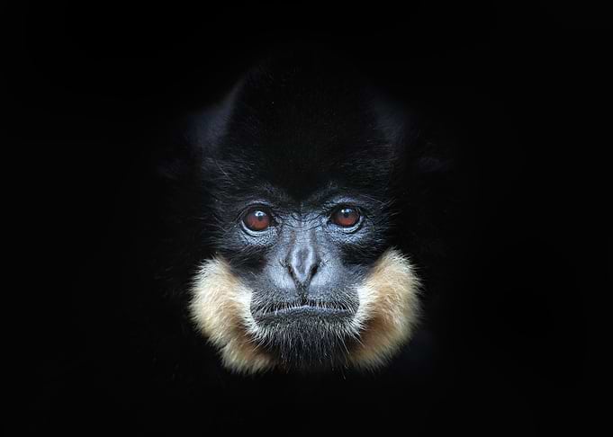 YellowCheeked Gibbon Nomas