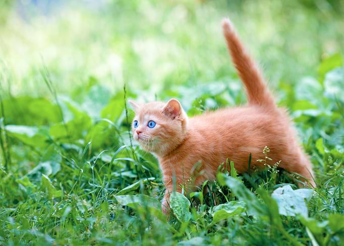 Little Kitten Walking Outd