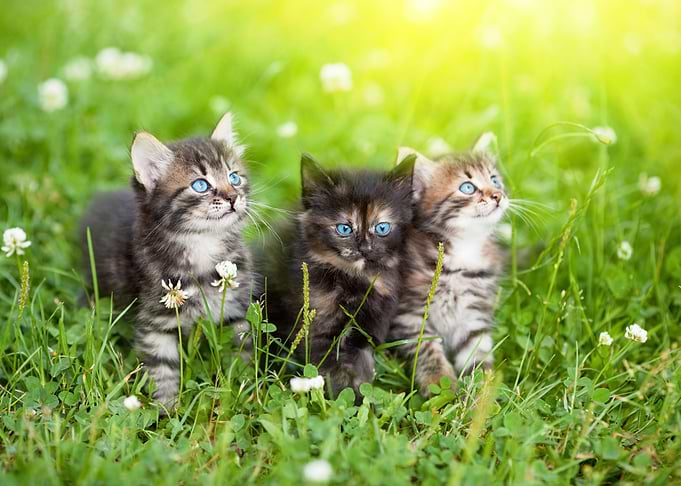 Three Cute Kittens In The