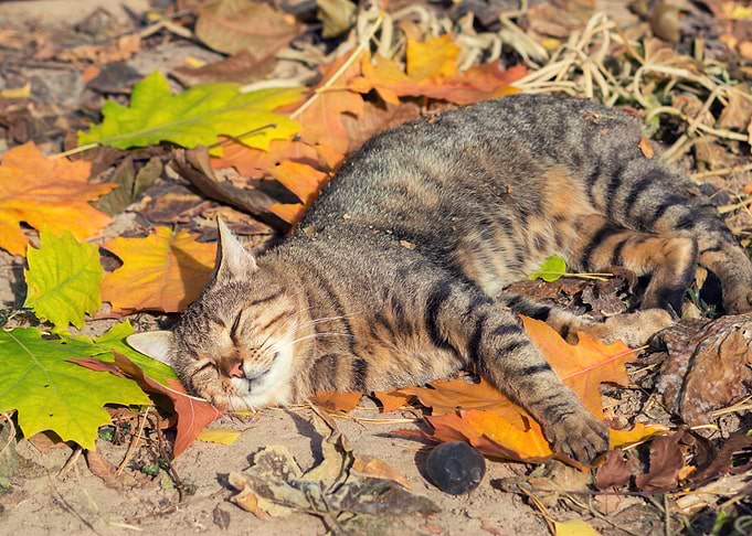 Cat Sleeping On The Colorf