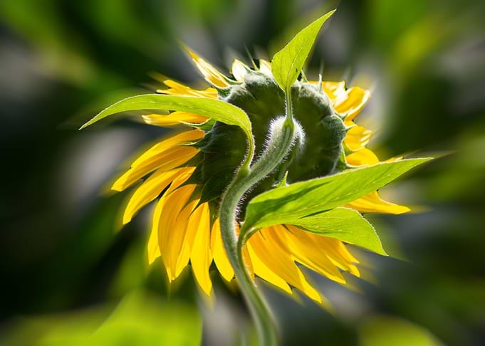 The sunflower from behind