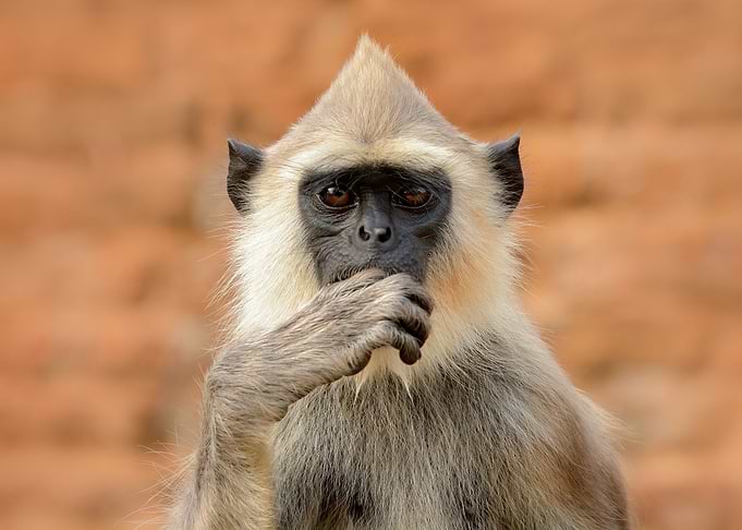 Detail Of Sri Lanka Monkey