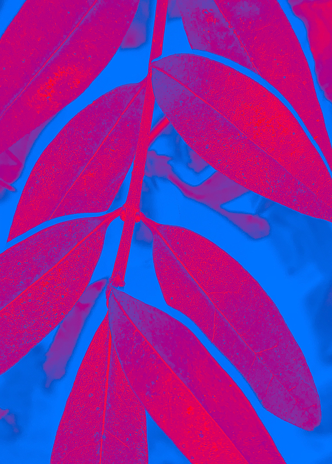 New Image