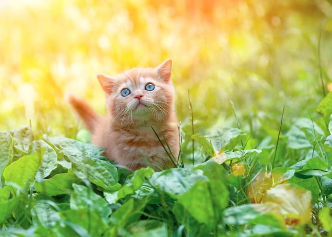 Little Kitten Walking Outd