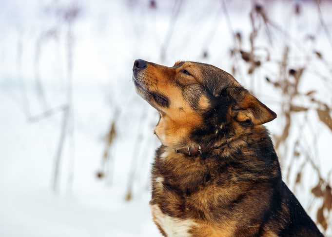 Portrait Of Purebred Dog I