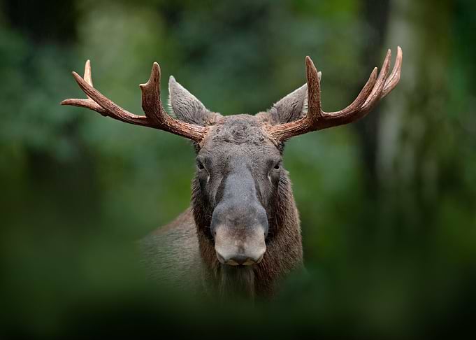Detail Portrait Of Elk Moo