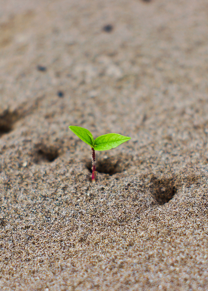 New Born Plant