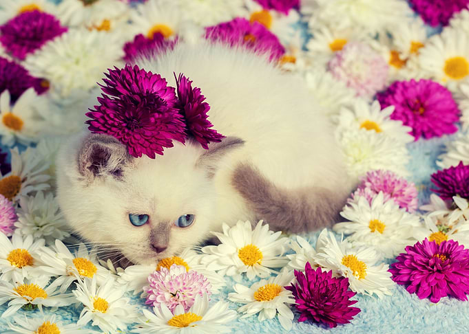 Cute Siamese Kitten Relaxi
