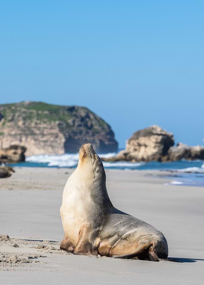 Sea Lion Sun Baking