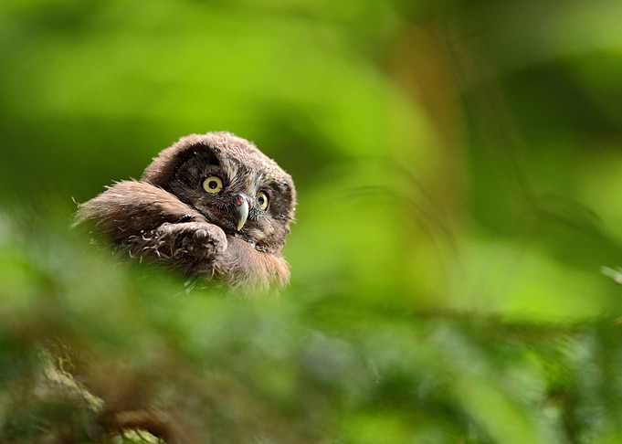 Small Bird Boreal Owl Aego