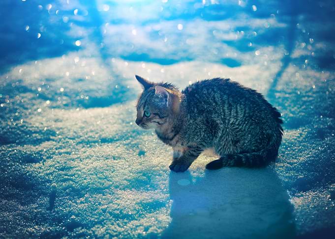 Stray Kitten In The Snow A