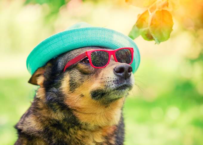Fashion Portrait Of A Dog
