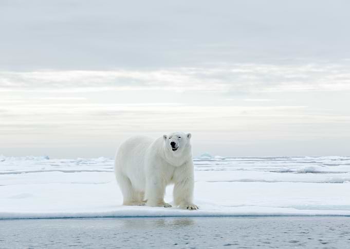 Big Polar Bear On Drift Ic