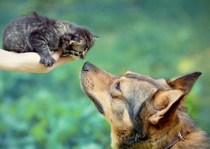 Cat And Dog Playing On The