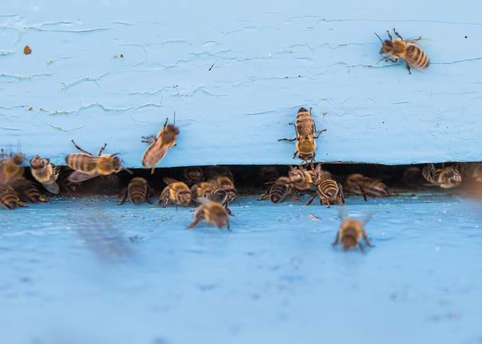 Closeup Of Bees Flying Int