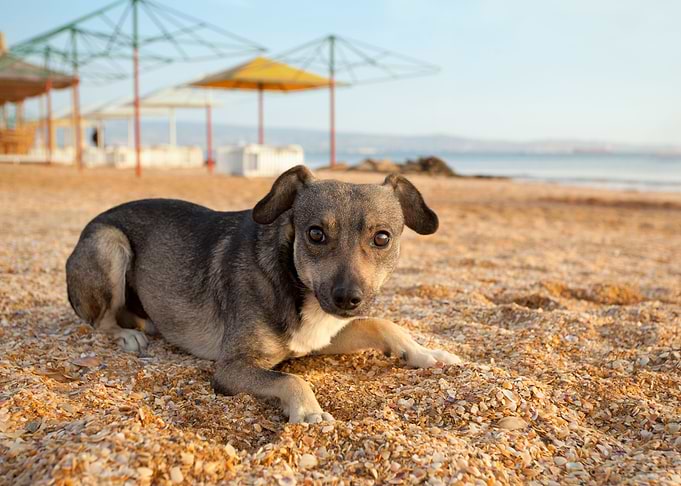Portrait Of Stray Puppy On