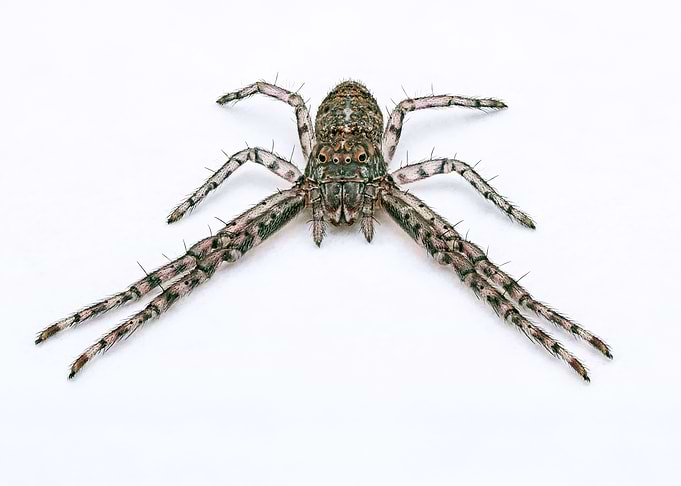 Crab Spider