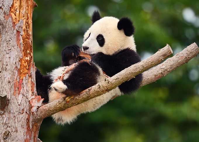 Funny Panda Bear Comical Y