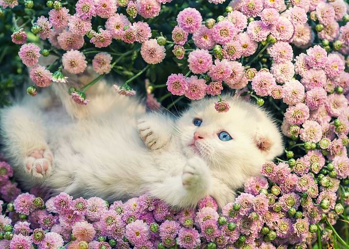 Cute Kitten Relaxing In Fl
