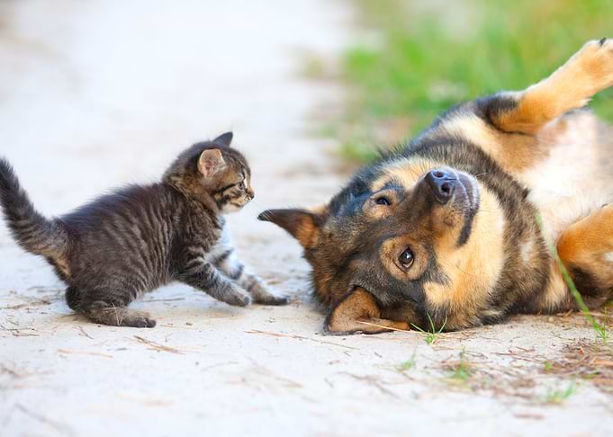 Cat And Dog Playing On The