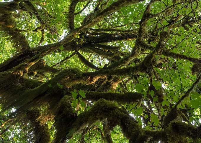 Mossy Branches Up