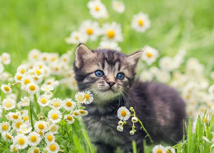 Cute Kitten Relaxing In Fl