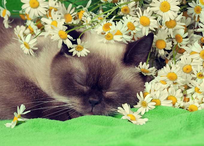 Cat Sleeping In Flowers