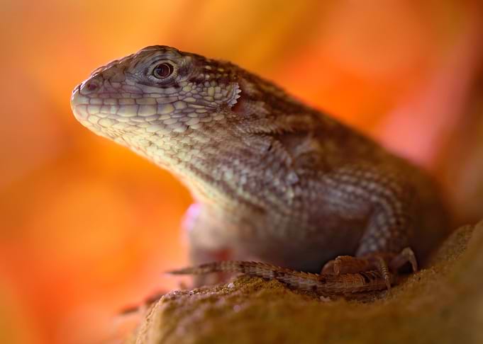 Northern CurlyTailed Lizar