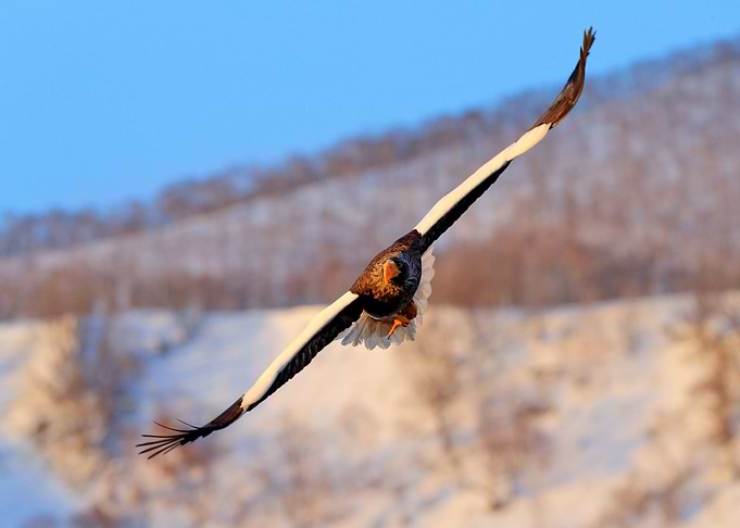 Eagle With Nature Mountain
