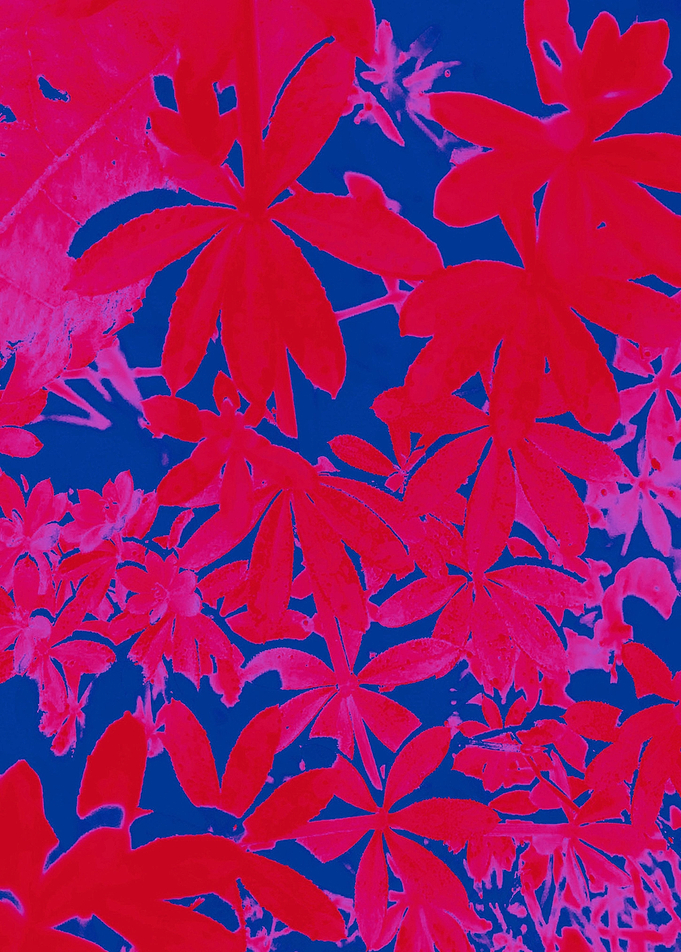 Little Palms