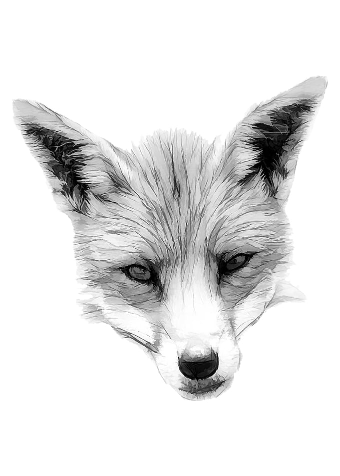 Wild Fox