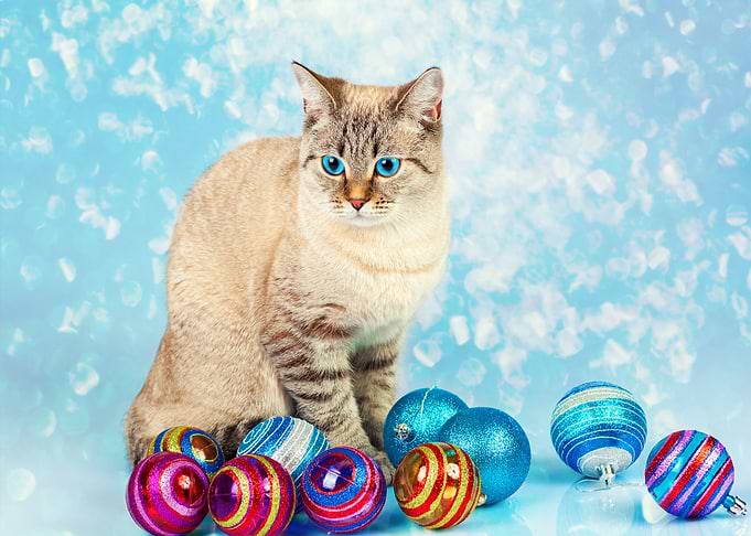 Cat With Christmas Decorat