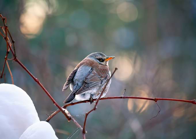 Bird Sitting On The Branch