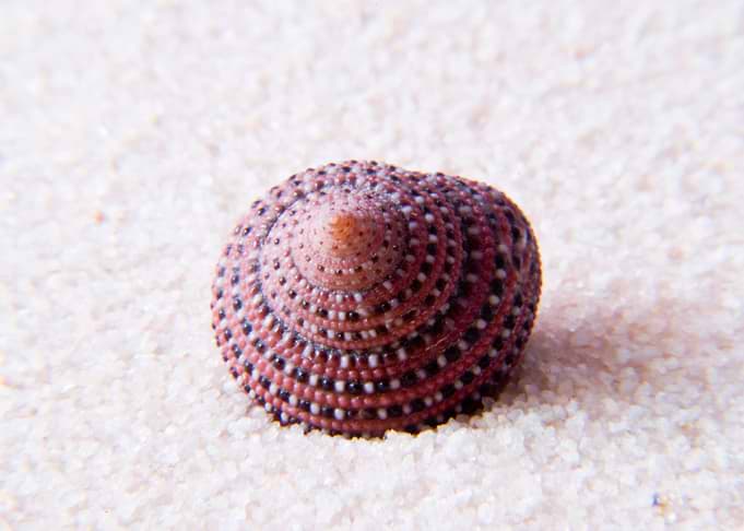 Seashell