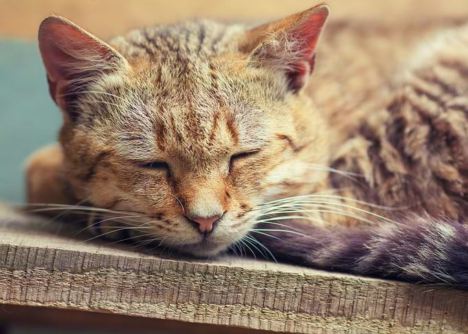 Cat Sleeping Outdoors On W