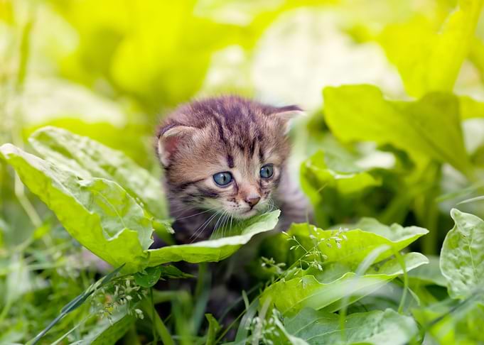 Little Kitten Walking On T