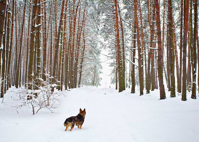 Dog Walking In The Snowy P