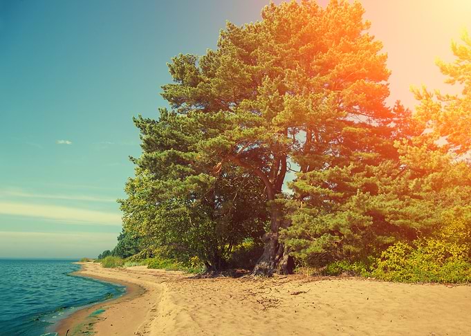 Pine Forest On The Beach