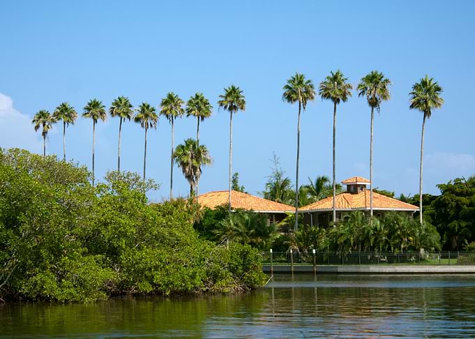 Palm Trees Row