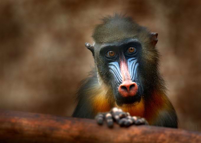 Mandrill Mandrillus Sphinx